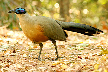 Giant Coua