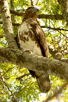 Madagascar Cuckoo-hawk