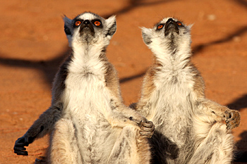 Ring-tailed Lemur