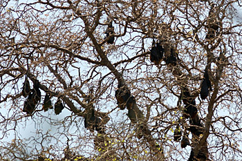 Madagascar Fruit Bats