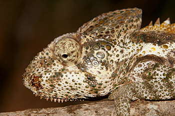 Warty Chameleon