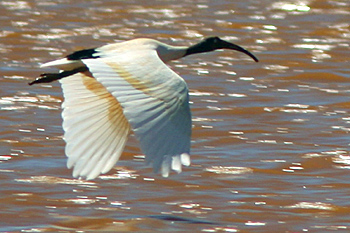 Bernier's Ibis