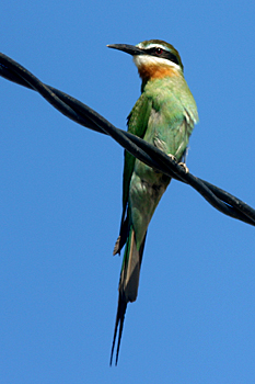 Madagascar Bee-eater