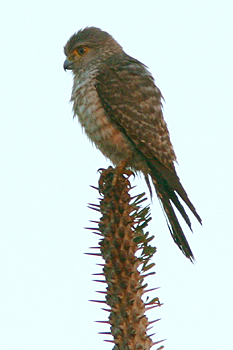 Banded Kestrel