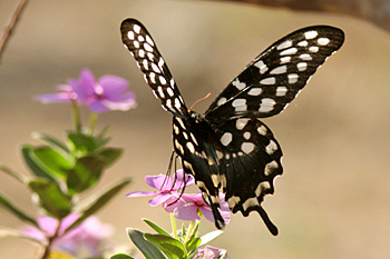 Atrophaneura anterior