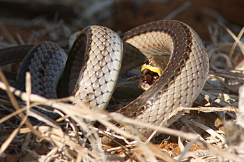 The snake swallows the skink