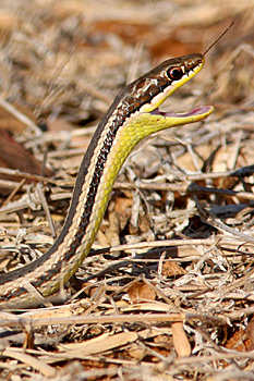 Finishing off the tail