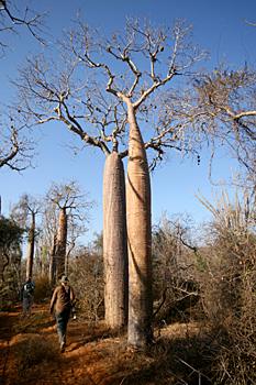 Thin baobabs