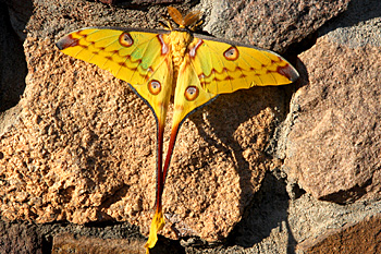 Comet Moth