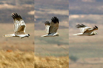 Madagascar Harrier