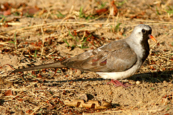 Namaqua Dove