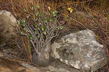 Pachypodium sp.