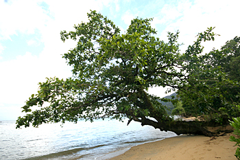 Rainforest trees down to the beach
