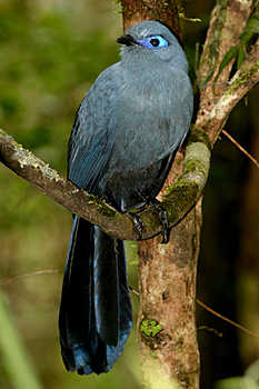 Blue Coua
