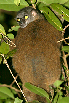 Eastern Woolly Lemur