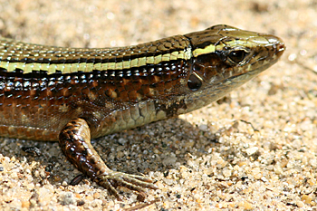 Madagascar Plated Lizard