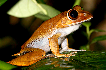 Rainforest frog sp.