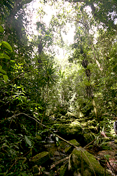 Lowland rainforest