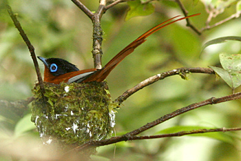 Madagascar Paradise Flycatcher