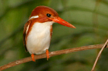 Madagascar Pygmy Kingfisher