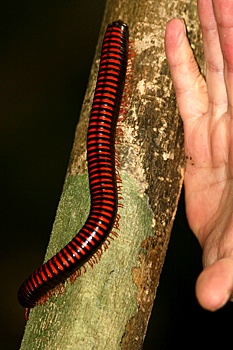 Giant millipede