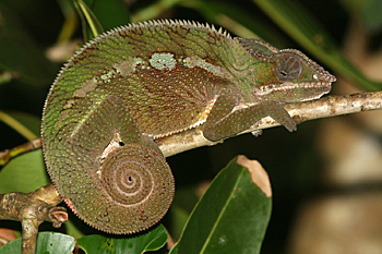 Panther Chameleon