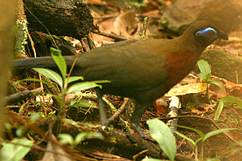Red-breasted Coua