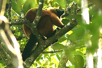Red-ruffed Lemur