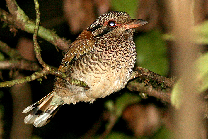 Scaly Ground-roller