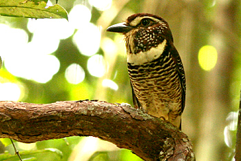 Short-legged Ground-roller