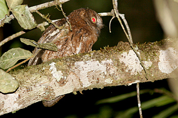 Rainforest Scops Owl