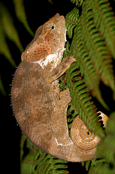Short-horned Chameleon
