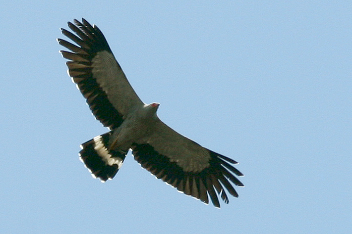 Madagascar Harrier-hawk