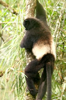 Milne-Edwards' Sifaka
