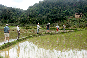Vohiparara rice fields
