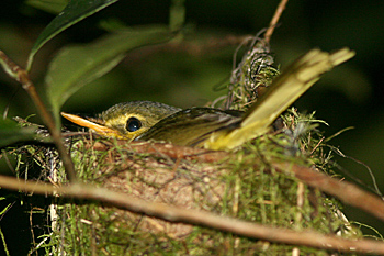 Spectacled Greenbul