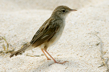 Madagascar Cisticola