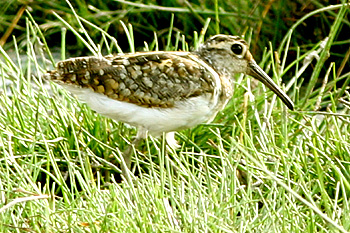 Painted Snipe