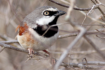 Red-shouldered Vanga