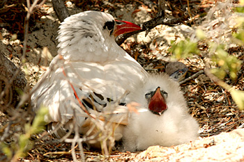 Red-tailed Tropicbird