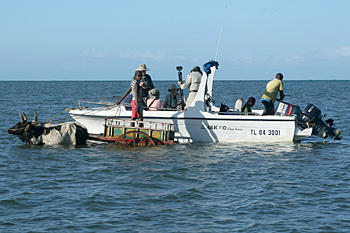 Zebu cart to boat transfer