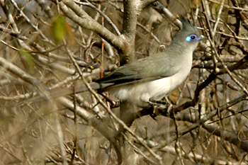 Verreaux's Coua