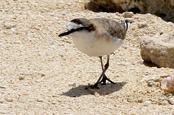 White-fronted Plover