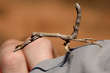 Twig-mimic Mantis