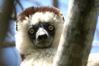 Verreaux's Sifaka